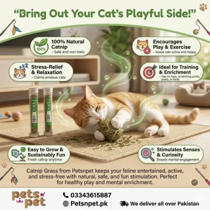 Catnip grass for cats Stress free Playing