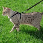 Cat-Harness-Cat-Leash-for-Outdoor-Cat-Walk-petsnpet