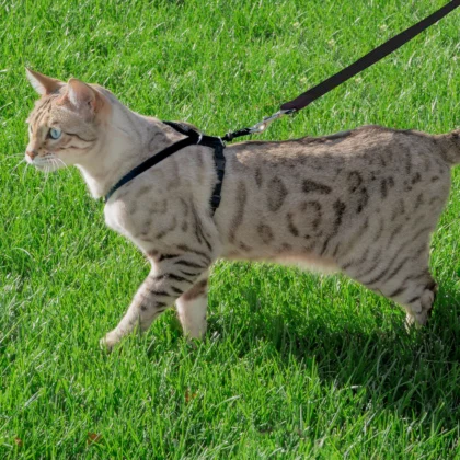 Cat-Harness-Cat-Leash-for-Outdoor-Cat-Walk-petsnpet