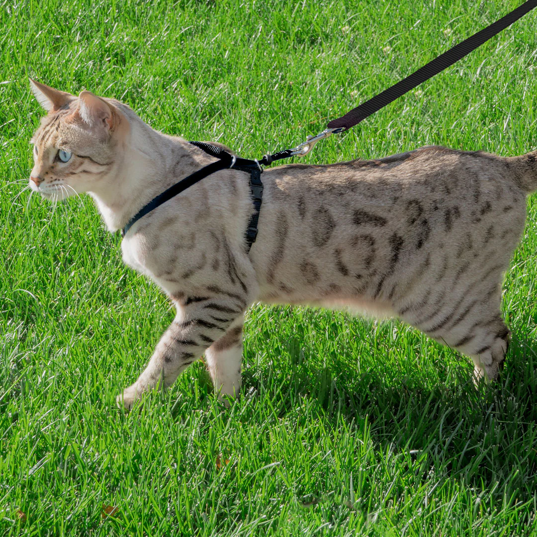 Cat-Harness-Cat-Leash-for-Outdoor-Cat-Walk-petsnpet