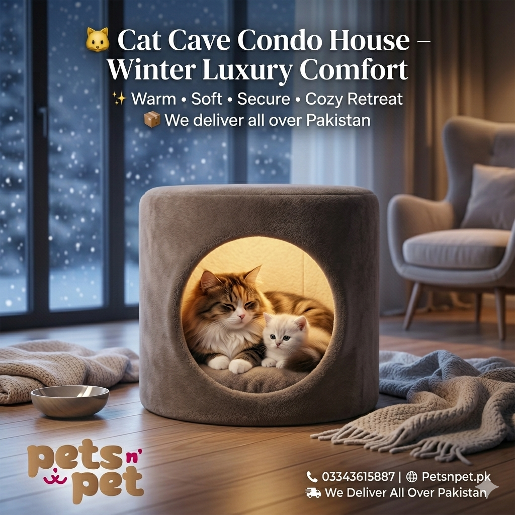 🐱 Cat Cave Condo House  – Comfortable Meets Luxury