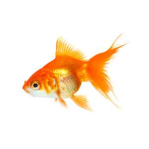 fish-food
