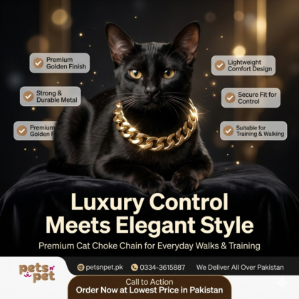 Buy Cat Choke Collar Chain Golden Online in Pakistan at Lowest Price